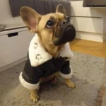 frenchie space shop pilot french bulldog jacket