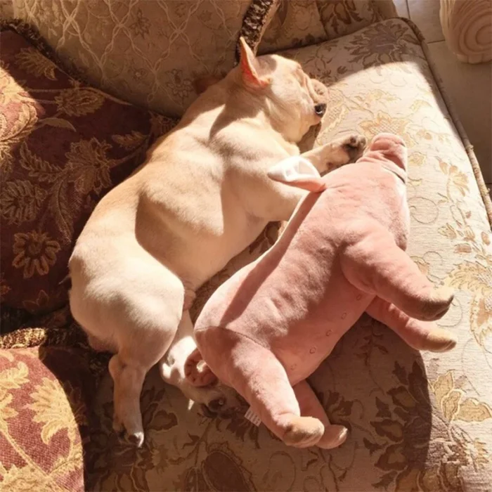 frenchie space shop plushypig french bulldog toy