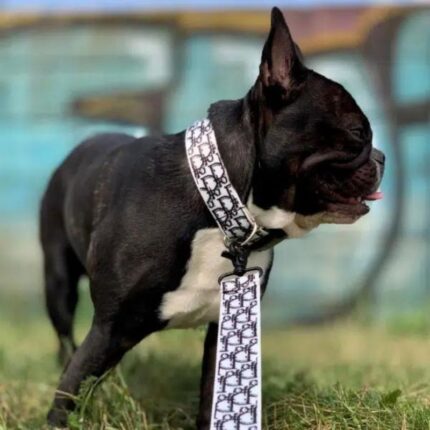 frenchie space shop poshpup french bulldog collar