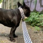 frenchie space shop poshpup french bulldog collar