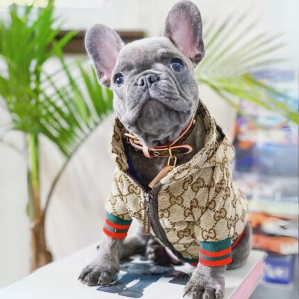 frenchie space shop puccino french bulldog jacket