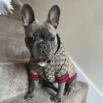 frenchie space shop puccino french bulldog jacket