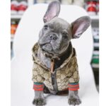 frenchie space shop puccino french bulldog jacket