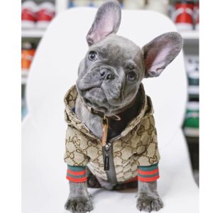 frenchie space shop puccino french bulldog jacket