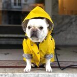 frenchie space shop rain rover frenchie coat
