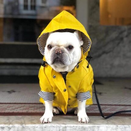 frenchie space shop rain rover frenchie coat