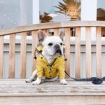 frenchie space shop rain rover frenchie coat