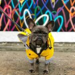 frenchie space shop rain rover frenchie coat