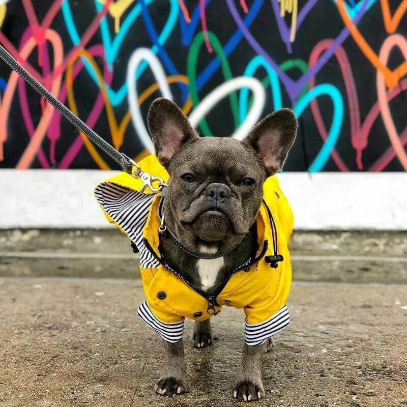 french bulldog rain jacket