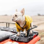 frenchie space shop rain rover frenchie coat