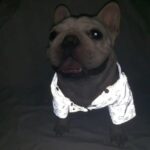 frenchie space shop reflective french bulldog raincoat
