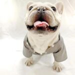 frenchie space shop reflective french bulldog raincoat