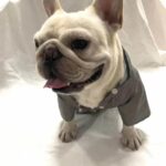 frenchie space shop reflective french bulldog raincoat
