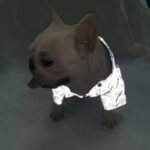 frenchie space shop reflective french bulldog raincoat