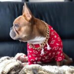 frenchie space shop regalruff french bulldog collar