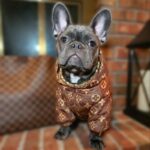 frenchie space shop reversible french bulldog jacket