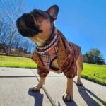 frenchie space shop reversible french bulldog jacket