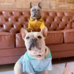 frenchie space shop satintouch french bulldog pajamas