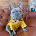 frenchie space shop satintouch french bulldog pajamas