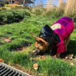 frenchie space shop shinypink french bulldog jacket
