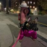 frenchie space shop shinypink french bulldog jacket