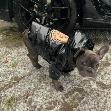 frenchie space shop shinypink french bulldog jacket