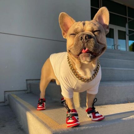 frenchie space shop sporty french bulldog shoes