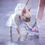 frenchie space shop transparent french bulldog raincoat