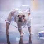 frenchie space shop transparent french bulldog raincoat