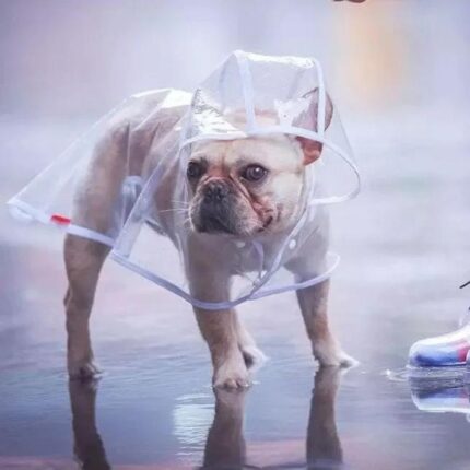 frenchie space shop transparent french bulldog raincoat