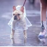 frenchie space shop transparent french bulldog raincoat