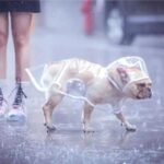 frenchie space shop transparent french bulldog raincoat