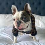 frenchie space shop warmchoco frenchie jacket