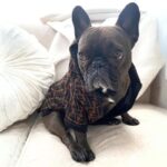 frenchie space shop warmchoco frenchie jacket