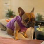 frenchie space shop winter fleece frenchie vest