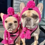 frenchie space shop winter french bulldog beanie