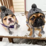 frenchie space shop winter french bulldog beanie