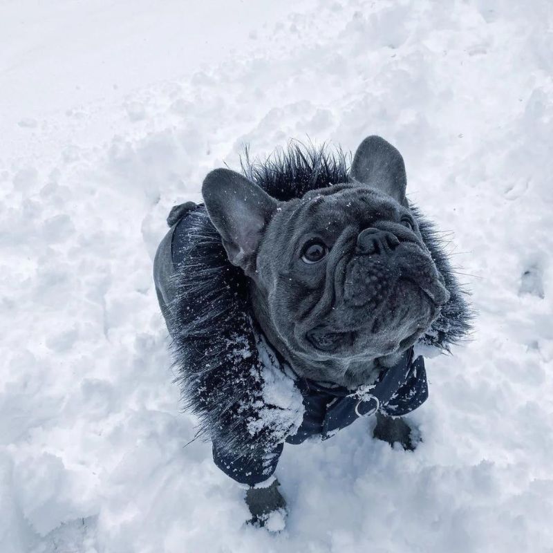 frenchie space shop winter parka french bulldog jacket