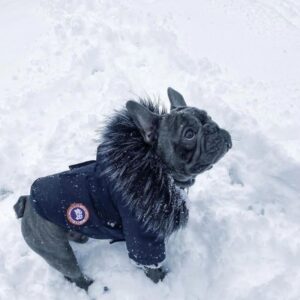 frenchie space shop winter parka french bulldog jacket