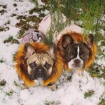 frenchie space shop winter parka french bulldog jacket