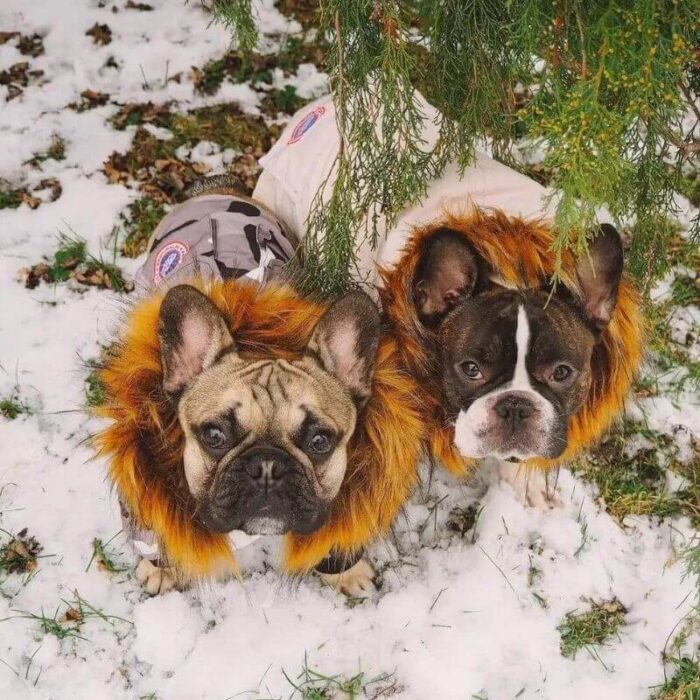 frenchie space shop winter parka french bulldog jacket