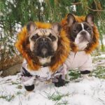 frenchie space shop winter parka french bulldog jacket
