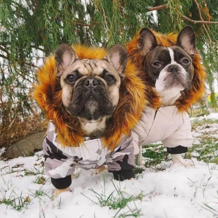 frenchie space shop winter parka french bulldog jacket