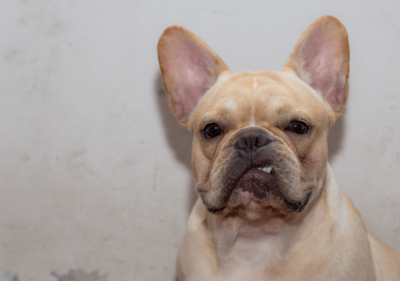 do french bulldogs smell bad