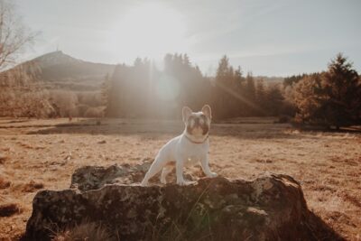 dermatitis in french bulldogs