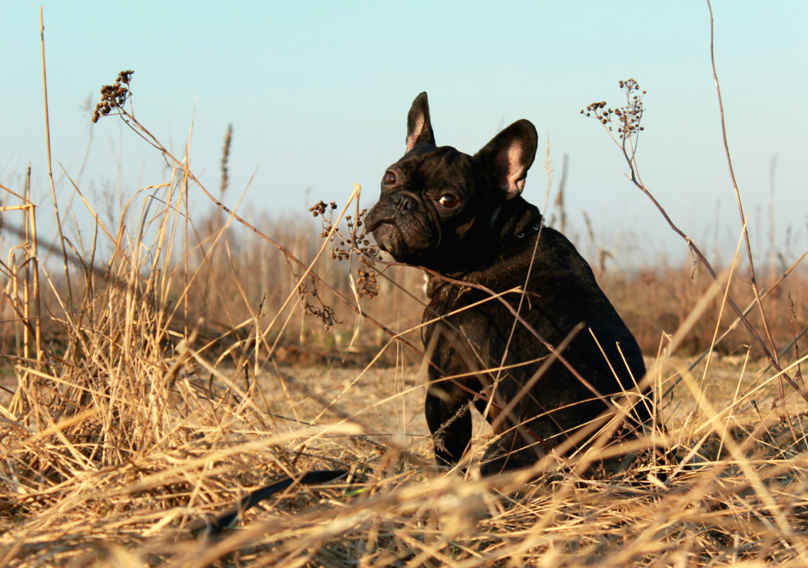 frenchie life stages