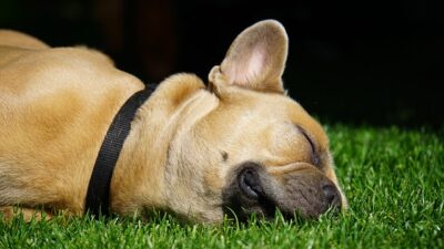 french bulldogs beds