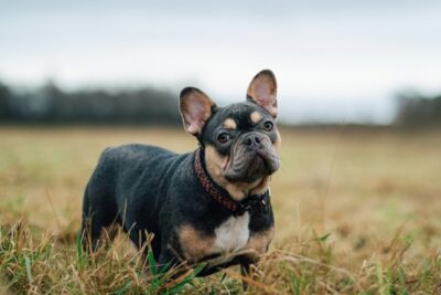 dermatitis in french bulldogs
