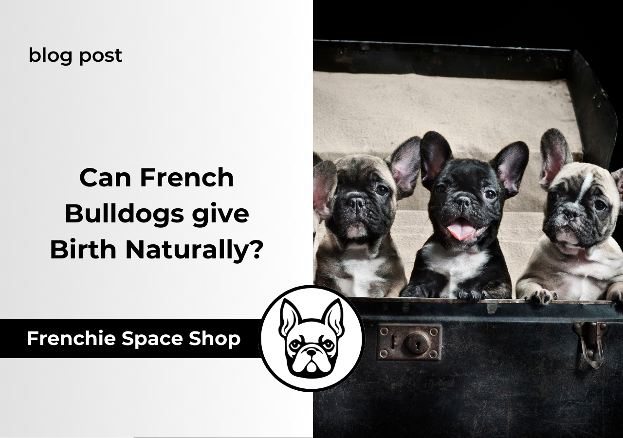 can french bulldogs give birth naturally