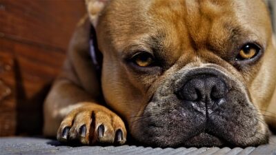 french bulldog beds